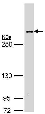Western blot - Anti-Fibronectin antibody - N-terminal (AB137720), expandable thumbnail