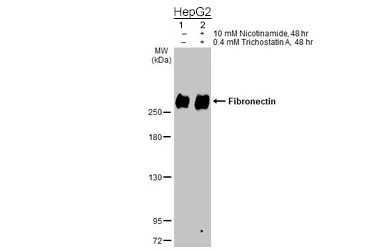 Western blot - Anti-Fibronectin antibody - N-terminal (AB137720), expandable thumbnail