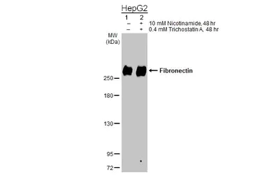 Western blot - Anti-Fibronectin antibody - N-terminal (AB137720)