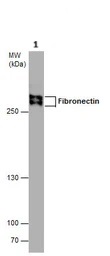 Western blot - Anti-Fibronectin antibody - N-terminal (ab137720), expandable thumbnail