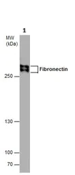 Western blot - Anti-Fibronectin antibody - N-terminal (AB137720)