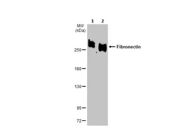 Western blot - Anti-Fibronectin antibody - N-terminal (ab137720), expandable thumbnail