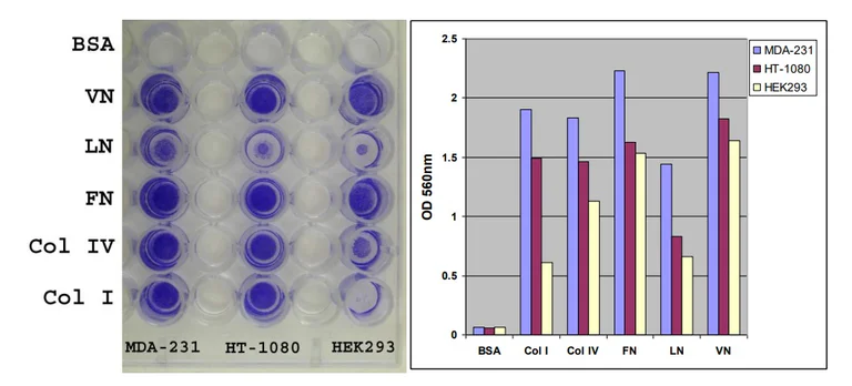 Functional Studies - Fibronectin Cell Adhesion Assay (Colorimetric) (AB325573)