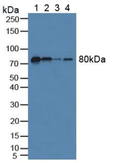 Western blot - Anti-Fibulin 1 antibody (AB230994)