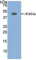 Western blot - Anti-Fibulin 1 antibody (AB230994)