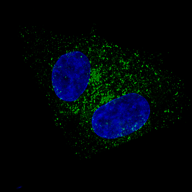 Immunocytochemistry/ Immunofluorescence - Anti-Fibulin 1 antibody [CL0337] (AB211536)