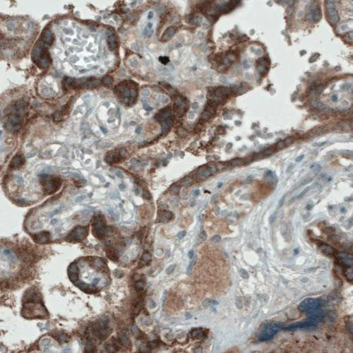 Immunohistochemistry - Anti-Fibulin 1 antibody [CL0337] (AB211536)