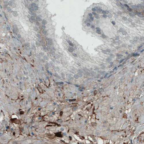 Immunohistochemistry - Anti-Fibulin 1 antibody [CL0337] (AB211536)