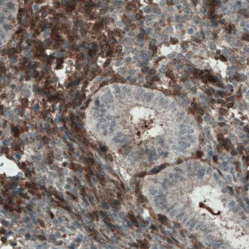 Immunohistochemistry - Anti-Fibulin 1 antibody [CL0337] (AB211536)