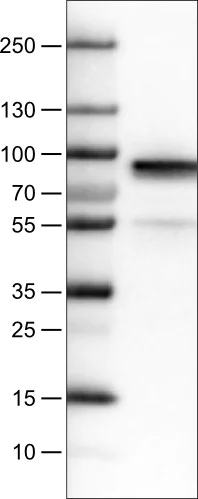 Western blot - Anti-Fibulin 1 antibody [CL0337] (AB211536)