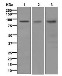 Western blot - Anti-Fibulin 1 antibody [EPR10913] (AB175204), expandable thumbnail