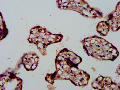 Immunohistochemistry (Formalin/PFA-fixed paraffin-embedded sections) - Anti-Fibulin 2 antibody (AB234993)