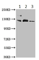 Western blot - Anti-Fibulin 2 antibody (AB234993)