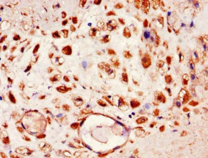 Immunohistochemistry (Formalin/PFA-fixed paraffin-embedded sections) - Anti-Fibulin-4 antibody (AB222846)