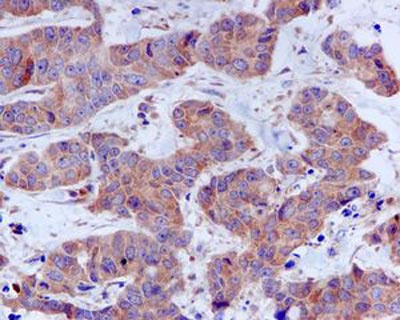 Immunohistochemistry (Formalin/PFA-fixed paraffin-embedded sections) - Anti-Fibulin-4 antibody [EPR684(2)] - BSA and Azide free (AB248111), expandable thumbnail