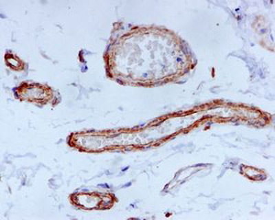 Immunohistochemistry (Formalin/PFA-fixed paraffin-embedded sections) - Anti-Fibulin-4 antibody [EPR684(2)] - BSA and Azide free (AB248111), expandable thumbnail
