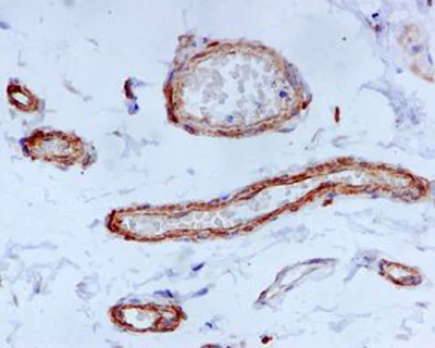 Immunohistochemistry (Formalin/PFA-fixed paraffin-embedded sections) - Anti-Fibulin-4 antibody [EPR684(2)] - BSA and Azide free (AB248111)