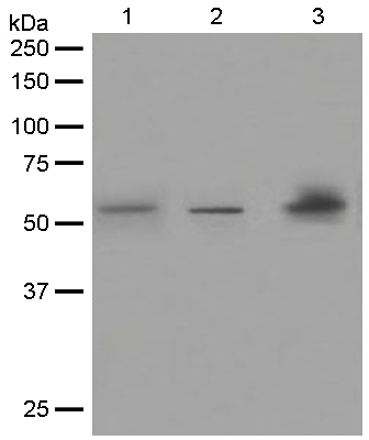 Western blot - Anti-Fibulin-4 antibody [EPR684(2)] - BSA and Azide free (AB248111), expandable thumbnail
