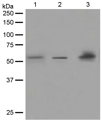 Western blot - Anti-Fibulin-4 antibody [EPR684(2)] - BSA and Azide free (AB248111)