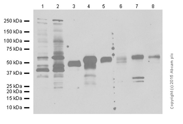 Western blot - Anti-Fibulin-4 antibody [EPR684(2)] - BSA and Azide free (AB248111), expandable thumbnail