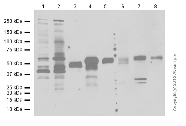 Western blot - Anti-Fibulin-4 antibody [EPR684(2)] - BSA and Azide free (AB248111)