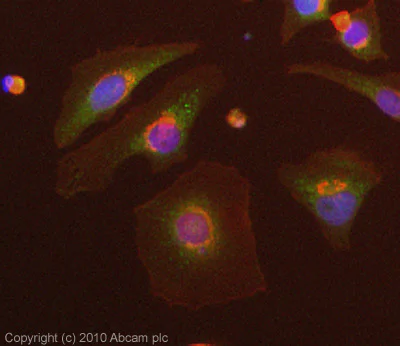 Immunocytochemistry/ Immunofluorescence - Anti-Fibulin 5 antibody [1G6A4] (AB66339)