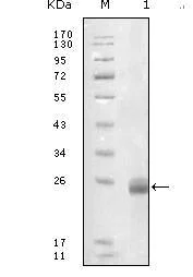 Western blot - Anti-Fibulin 5 antibody [1G6A4] (AB66339)