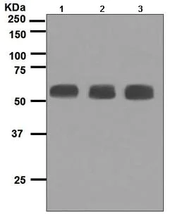 Western blot - Anti-Fibulin 5 antibody [EPR4506] (AB109428)