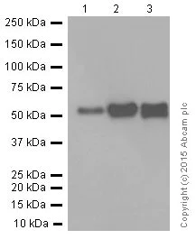 Western blot - Anti-Fibulin 5 antibody [EPR4506] (AB109428)
