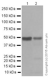 Western blot - Anti-Fibulin 5 antibody [EPR4506] (AB109428), expandable thumbnail