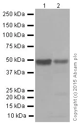 Western blot - Anti-Fibulin 5 antibody [EPR4506] (AB109428)
