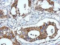 Immunohistochemistry (Formalin/PFA-fixed paraffin-embedded sections) - Anti-Fibulin 7 antibody (AB151428), expandable thumbnail