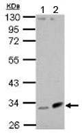 Western blot - Anti-Fibulin 7 antibody (AB151428), expandable thumbnail