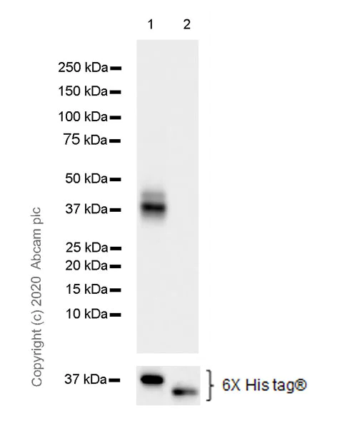 Western blot - Anti-Ficolin 2 antibody [EPR23146-225] (AB267473)