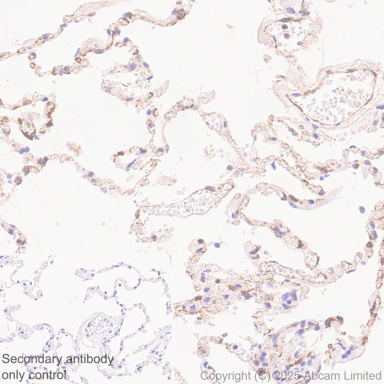 Immunohistochemistry (Formalin/PFA-fixed paraffin-embedded sections) - Anti-Ficolin-3 antibody [EPR30745-69] - BSA and Azide free (AB324687)