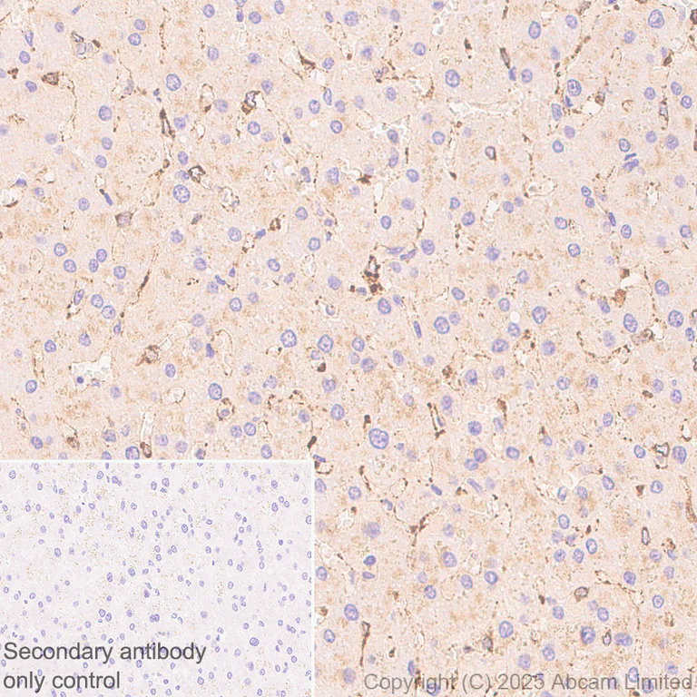 Immunohistochemistry (Formalin/PFA-fixed paraffin-embedded sections) - Anti-Ficolin-3 antibody [EPR30745-69] - BSA and Azide free (AB324687)