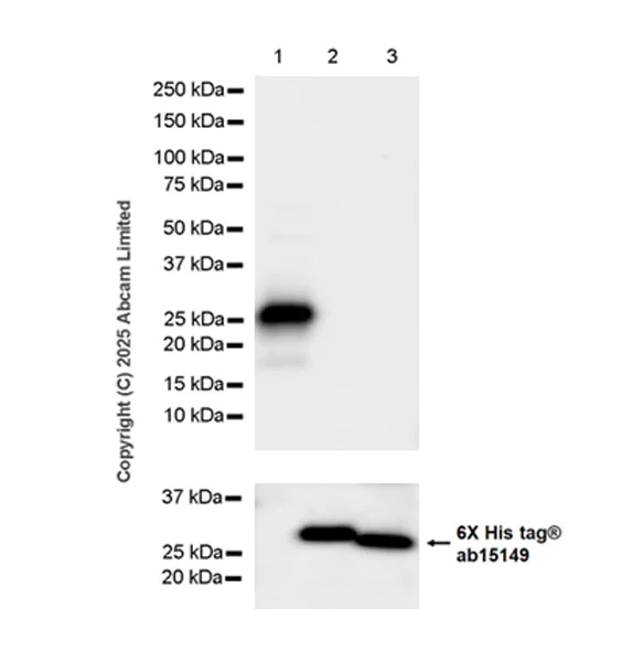 Western blot - Anti-Ficolin-3 antibody [EPR30745-69] - BSA and Azide free (AB324687)