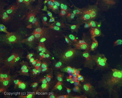 Immunocytochemistry/ Immunofluorescence - Anti-FIF antibody (AB65836)