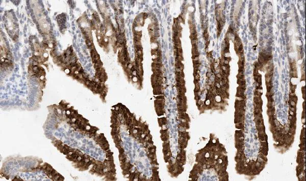 Immunohistochemistry (Formalin/PFA-fixed paraffin-embedded sections) - Anti-FIF antibody (AB65836)