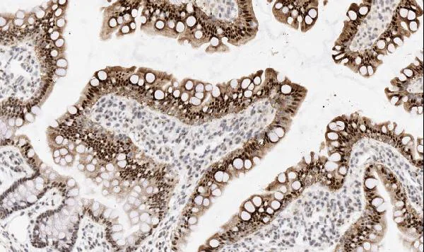 Immunohistochemistry (Formalin/PFA-fixed paraffin-embedded sections) - Anti-FIF antibody (AB65836)