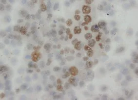 Immunohistochemistry (Formalin/PFA-fixed paraffin-embedded sections) - Anti-FIF antibody (AB65836)