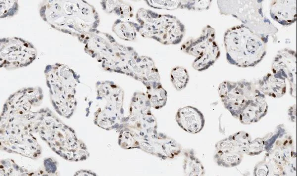 Immunohistochemistry (Formalin/PFA-fixed paraffin-embedded sections) - Anti-FIF antibody (AB65836)