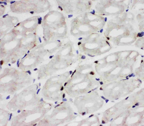Immunohistochemistry (Frozen sections) - Anti-FIF antibody (AB65836)
