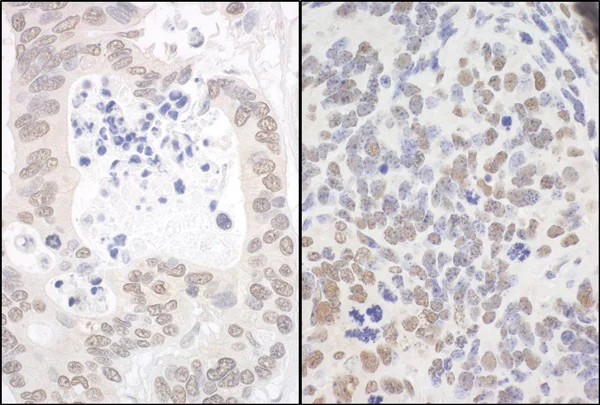 Immunohistochemistry (Formalin/PFA-fixed paraffin-embedded sections) - Anti-FIF antibody (AB99307)