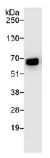 Immunoprecipitation - Anti-FIF antibody (AB99307)