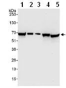 Western blot - Anti-FIF antibody (AB99307)