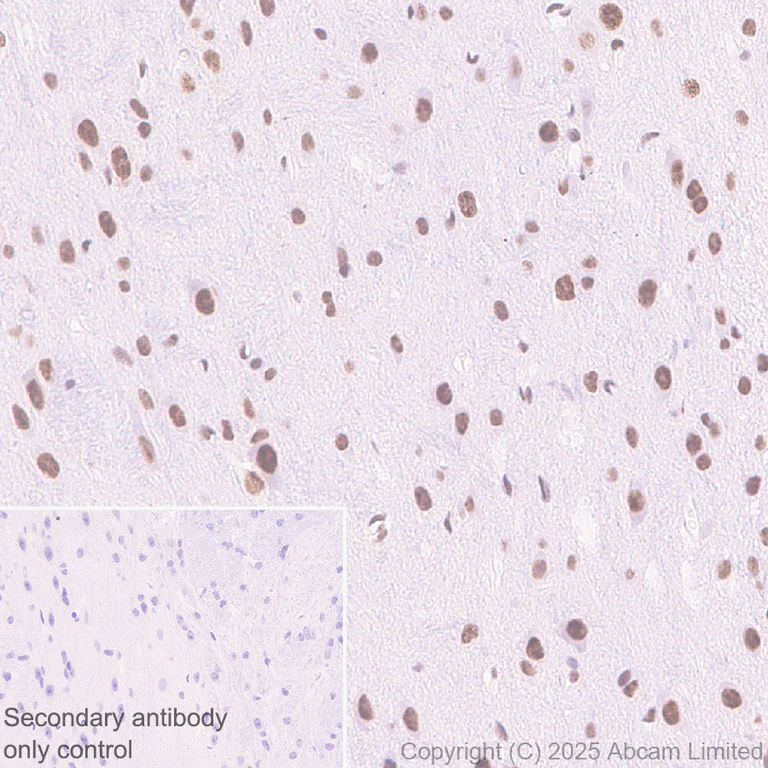 Immunohistochemistry (Formalin/PFA-fixed paraffin-embedded sections) - Anti-FIF antibody [EPR29755-23] (AB323714)