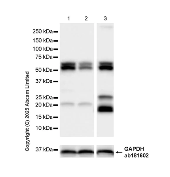Western blot - Anti-FIF antibody [EPR29755-23] (AB323714)