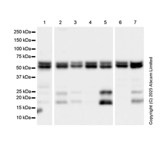 Western blot - Anti-FIF antibody [EPR29755-23] (AB323714)
