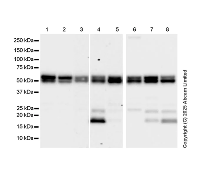 Western blot - Anti-FIF antibody [EPR29755-23] (AB323714)